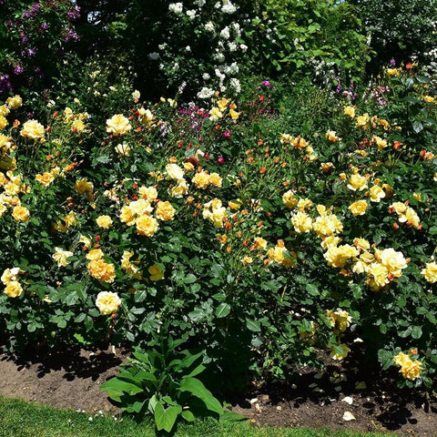 Yellow rose garden bed with dense green leaves and blooming flowers