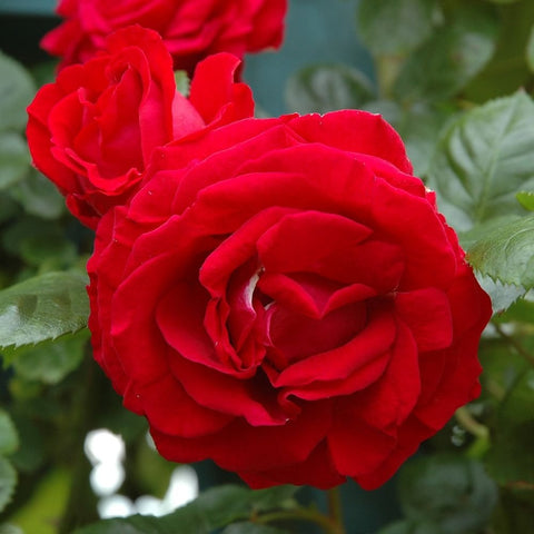 Close-up red rose bloom with layered petals and green foliage
