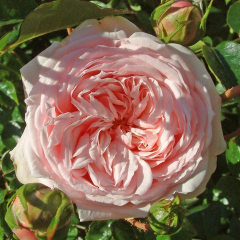 Pink-and-white double rose bloom with layered petals