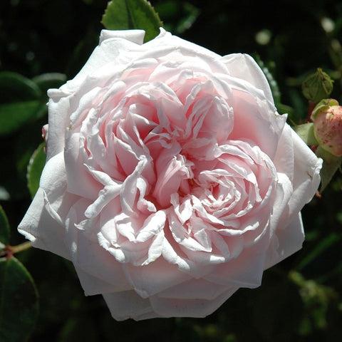 White rose bloom with soft pink centers and ruffled layered petals