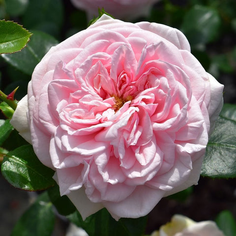 Light pink double rose bloom with bright pink center and layered petals