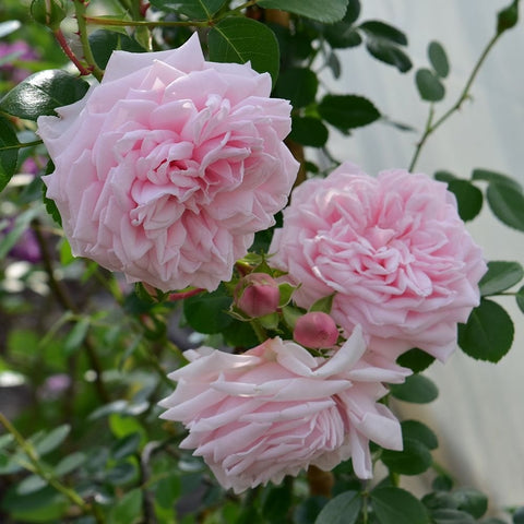Cluster of three light pink rose blooms with ruffled petals and green leaves