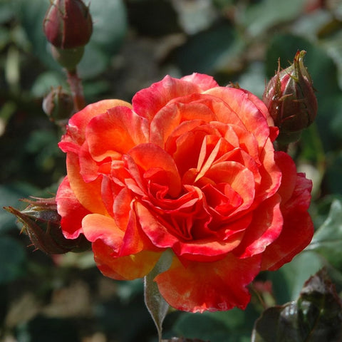Shrub rose bloom with layered petals in red, orange and yellow tones