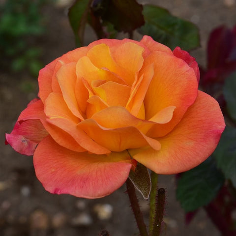 Shrub rose bloom with orange and coral layered petals, green leaf buds
