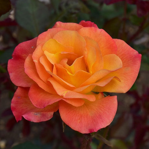 Shrub rose bloom with peach-orange center and red outer petals, green leaves