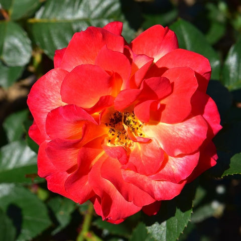 Shrub rose bloom with bright red petals and yellow center, green foliage
