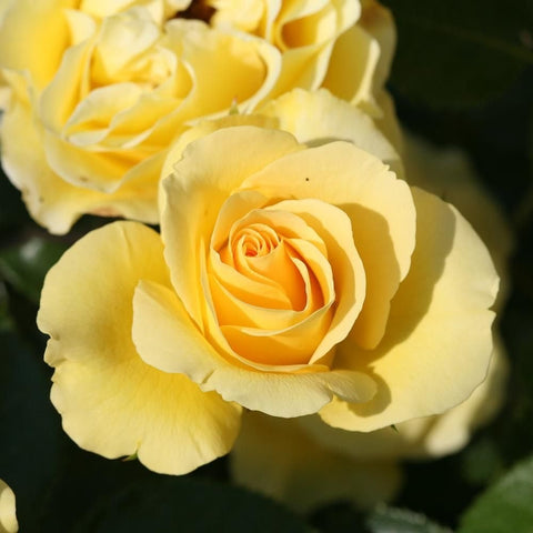 Yellow rose flowers with layered petals, close-up detail