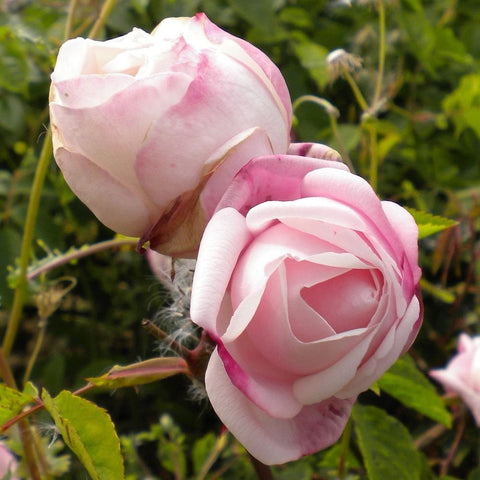 Pink and white double rose blooms with layered petals on green stems