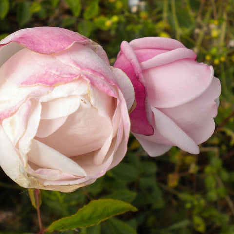 Two pink-and-white rose blossoms with dense, layered petals