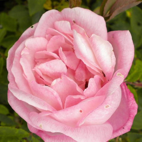 Light pink double rose with tightly layered petals and small specks