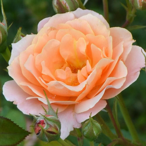 Peach and pink rose bloom with green buds and serrated leaves