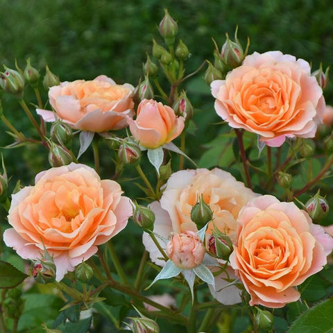 Cluster of peach and light orange rose flowers with green buds on stems