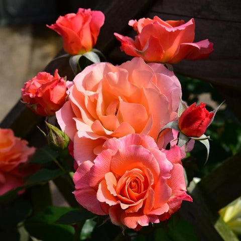 Pink and orange rose flowers with unopened red buds and dark green leaves