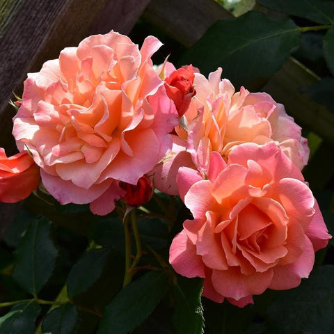 Peach and pink double rose blossoms with green leaves