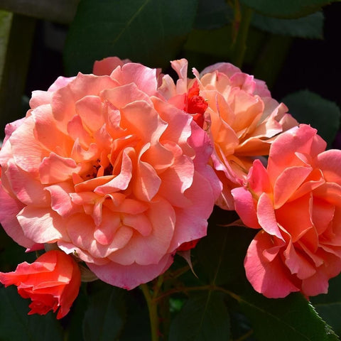 Large pink rose with peach-orange petals and red buds