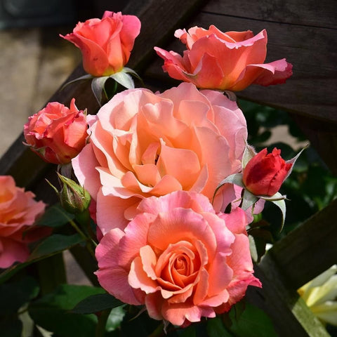 Orange-pink rose blossoms with green stems and unopened red buds
