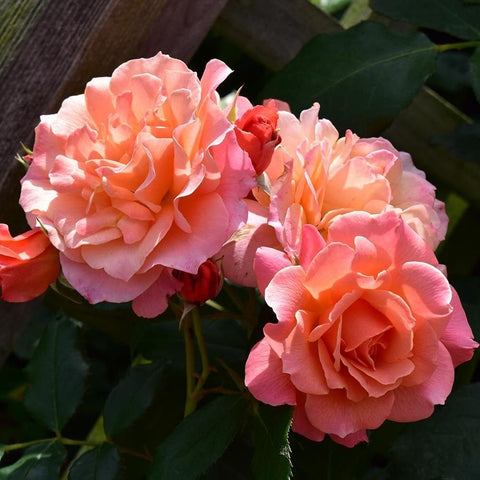 Apricot and pink rose flowers in a cluster with green serrated leaves