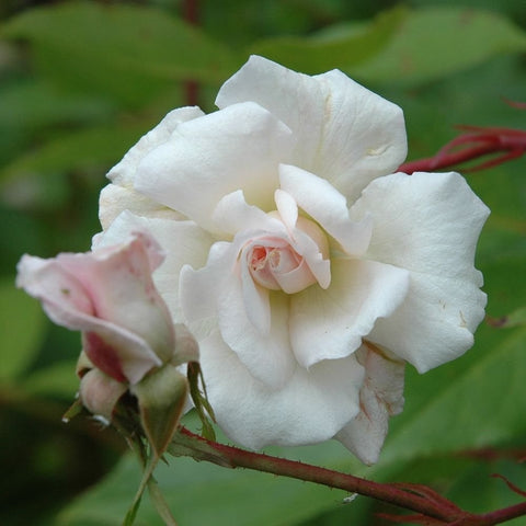 White rose bloom and pale pink buds on red stems