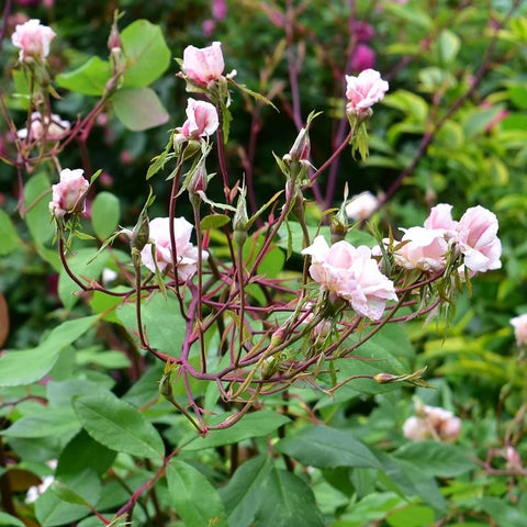Pink rose buds and small blossoms on woody stems
