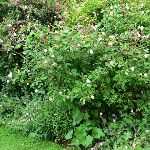 Dense green flowering shrub with scattered pink blossoms