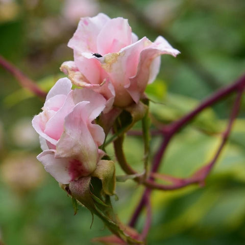 Soft pink rose blooms with layered petals and buds