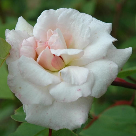 White rose bloom with peachy pink center, layered petals
