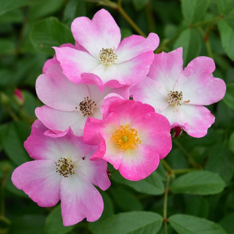 Single pink rose blossom with pale edges and a light yellow center
