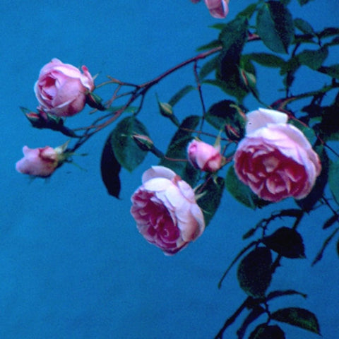 Cluster of pink and white rose blooms and buds with dark green leaves