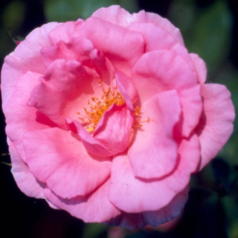 Pink rose bloom with layered petals and visible golden stamens