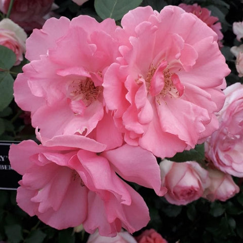 Cluster of pink double roses with curled petals and golden centers