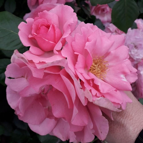 Pink rose blossoms held by a hand, showing layered petals and golden centers