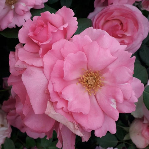 Pink rose flower with layered petals and a golden stamen center