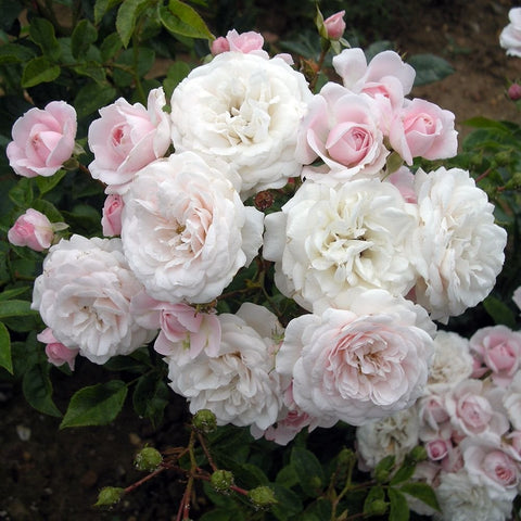 White and pale pink double rose blooms with green leaves on a branching plant