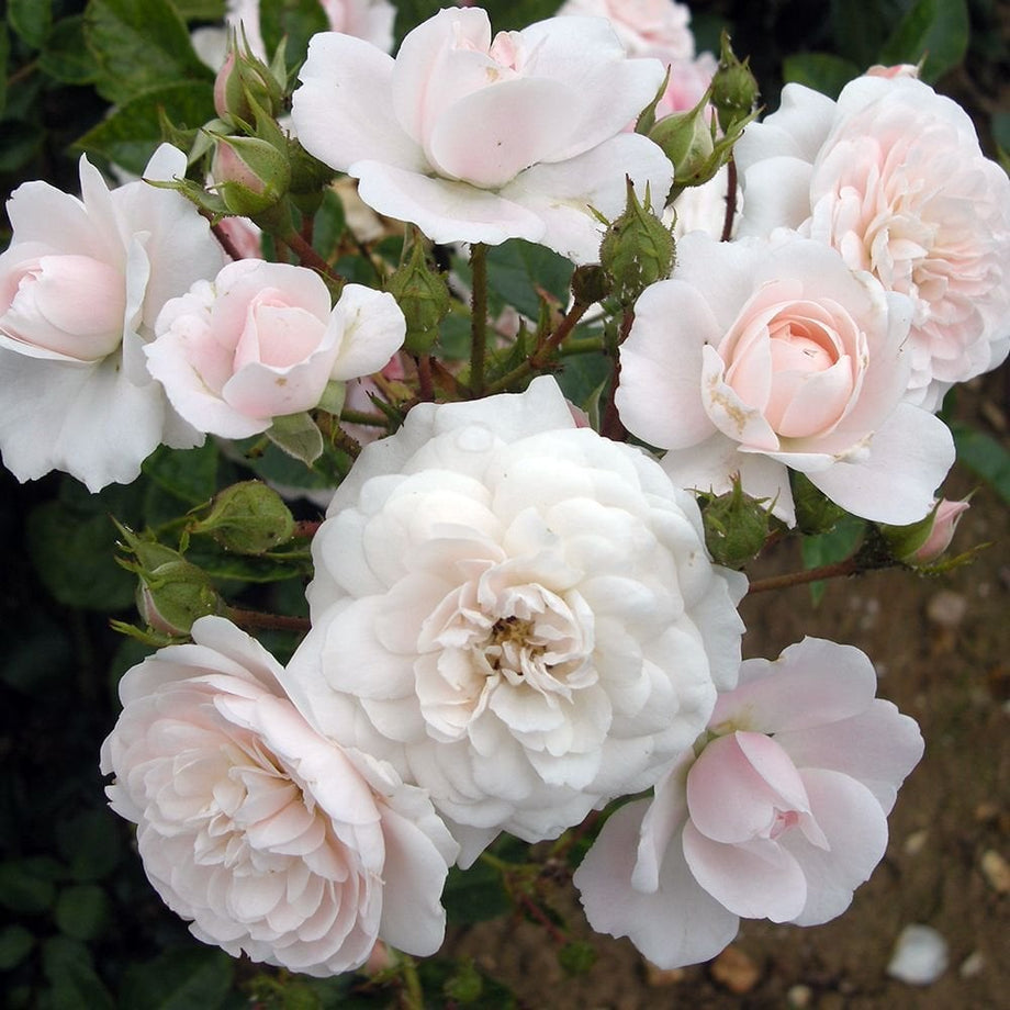 Barakura – Peter Beales Roses