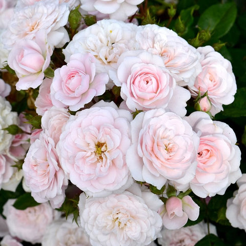 Cluster of pale pink and white double roses with green foliage