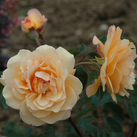 Cream and pale yellow rose blossoms with buds on red stems