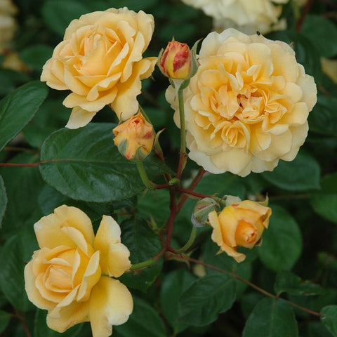 Cluster of cream roses and unopened buds on leafy stems