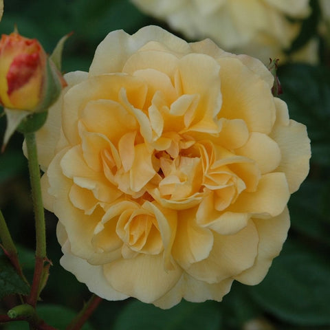 Cream double rose bloom with layered petals and green leaves