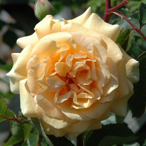 Cream double rose bloom with bright center and green serrated leaves