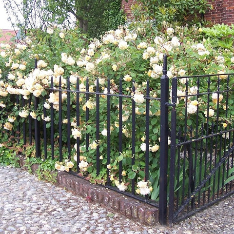 Rose bush garden bed with cream flowers along a black metal fence