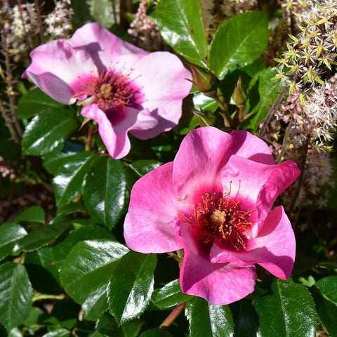 Pink and white rose flowers with dark green leaves on a shrub