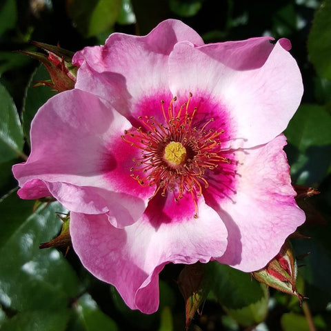 Pink and white single rose flower with prominent yellow center and red stamens