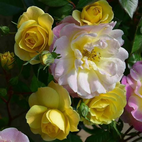 Border rose cluster with yellow, pale pink, and cream blooms and green foliage