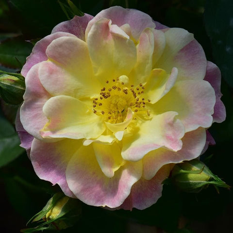 Single border rose blossom with pale pink edges and a yellow center, green leaves