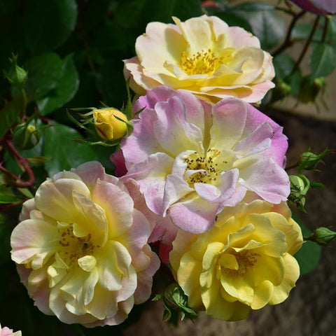 Border rose flowers in pastel pink, yellow, and cream with green leaves