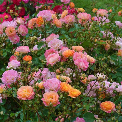 Border rose bed with pink and peach blooms on branching stems, green leaves