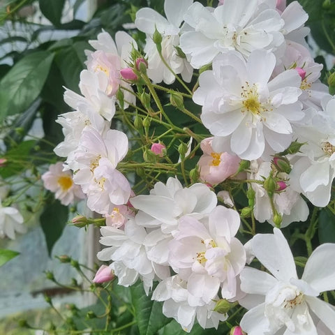 Cluster of white rose flowers with pink-tinged buds and green foliage on stems.