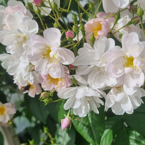 White rose blooms with pink blush petals and yellow centers, with green leaves and buds.