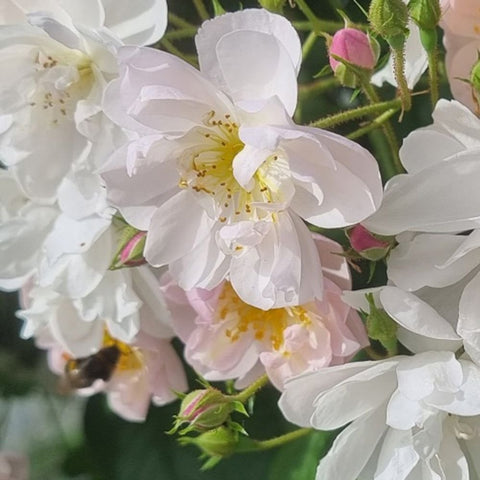 White rose blossoms with pale pink buds and green stems, clustered close-up.