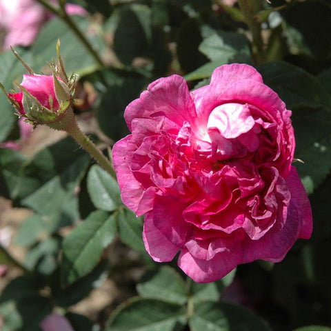 Pink rose flower with ruffled petals, bud on stem, surrounded by green leaves